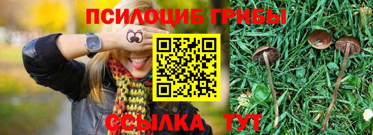 Псилоцибиновые грибы GOLDEN TEACHER Ачинск